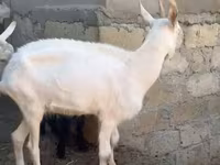 Goat, Goats — photo 4