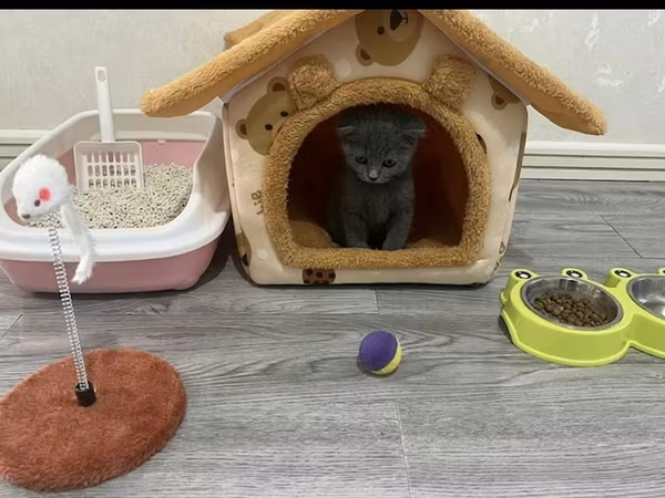 Pişik üçün tam aksesuar dəsti Dəst aşağıdakılardan ibarətdir: -
