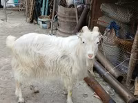 تيس, الماعز — الصورة 1