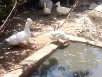 Geese — photo 1