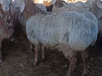 Qoʻchqor, Arashan sheep — 1-rasm