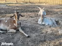 Koza, Nubian Goat — foto 5