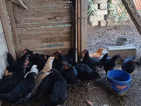 Chickens — Azərbaycan