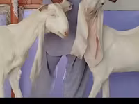 Ziege, Gulabi goats — Foto 2