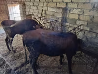 Satışda: mal-qaranın saxlanması üçün tövlə və yemləmə avadanlıqları — foto 3