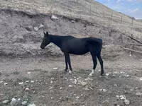 Madyan, Anglo-Arabian — foto 3