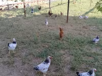 Chickens — photo 3