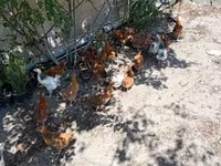 Chickens — photo 3