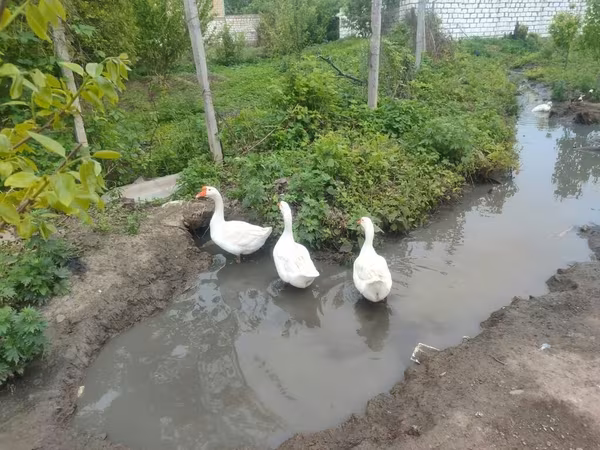 Geese — Azərbaycan