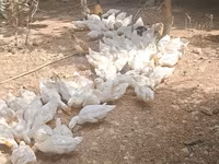 German Pekin — photo 6