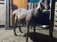 Baran, Rhon sheep — zdjęcie 3