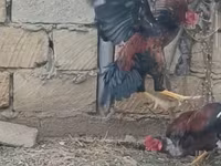 Chickens — foto 2