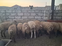 Sheep, Sheep — photo 7