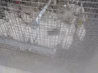 Quails — Foto 2