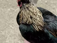 Yapon Bantam — foto 2