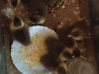Ducks — Foto 4