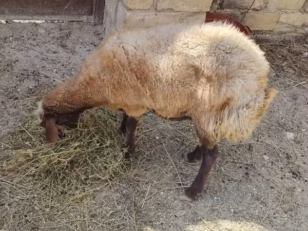 Qoyun, Qoyunlar — Azərbaycan