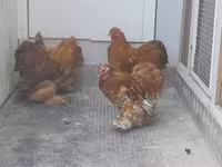 Pekin Bantam — foto 3