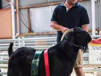 Koza, Boer goat — foto 1