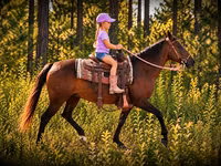 母马, Quarter Horse — 照片 4
