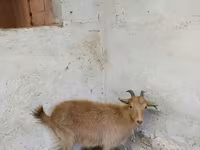 Ziege, Saanen goat — Foto 3