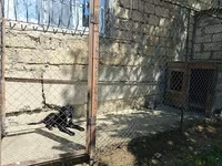 Labrador Retriever, Dişi cinsidir, 8-9 aylıqdı, baxmağa vaxt yoxdu — 照片 2