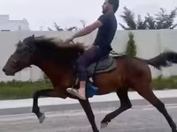 At, Karabakh horse — foto 2