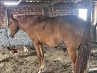 घोड़ी, Kazakh horse — फ़ोटो 2