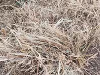 Yemlik quru ot Təcili satılır pul ehtiyac di qiymətə razılaşma var - — foto 1