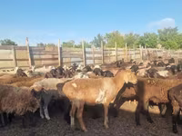 Qoʻy, Hissar sheep — 4-rasm