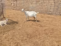 Ziege, Toggenburg goat — Foto 2