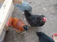 Danish hen — 8-rasm