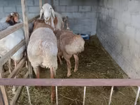 Carnero, Rhon sheep — foto 1