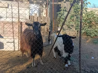 Goat, Goats — photo 2