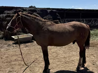 Koń, Kazakh horse — zdjęcie 6