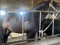 Horse (M), Horses — photo 2