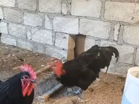 Chickens — photo 6