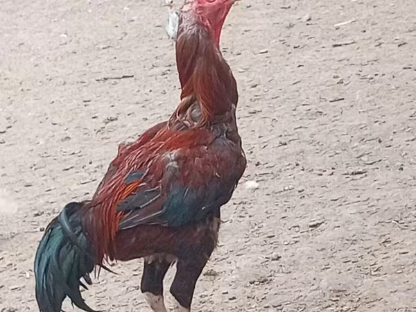 Chickens — Azerbaijan
