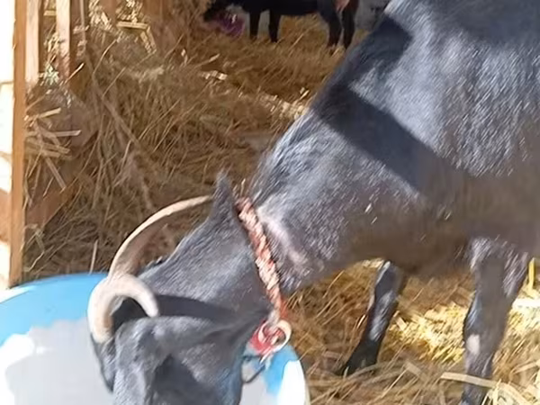 Dişi keçi, Saanen goat
