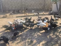 Ducks — foto 5