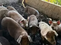 Säue, Schweine — Foto 1