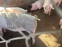 Säue, Schweine — Foto 3
