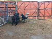 मेढ़ा, Hissar sheep — फ़ोटो 3