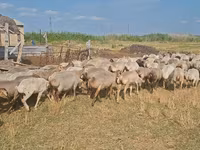 Sheep, Sheep — photo 5