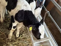 Bovinos (lote, sexo no especificado), Simmental cattle — foto 4