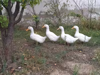 Ducks — الصورة 3
