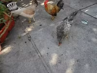 Japonský bantam — foto 4