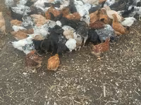 Chickens — photo 6