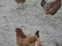 galinha dinamarquesa — foto 2