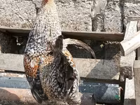 Chickens — photo 2